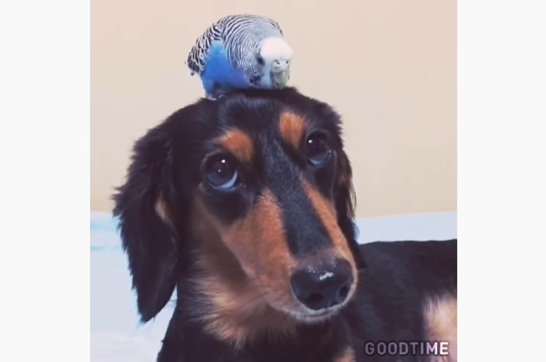 ダックスフンド,動画