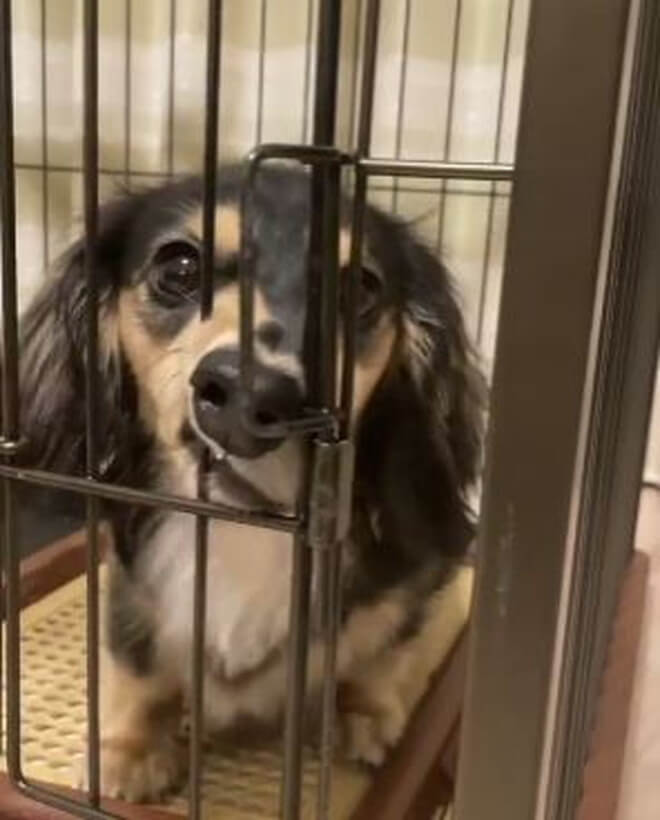 ダックスフンド,動画