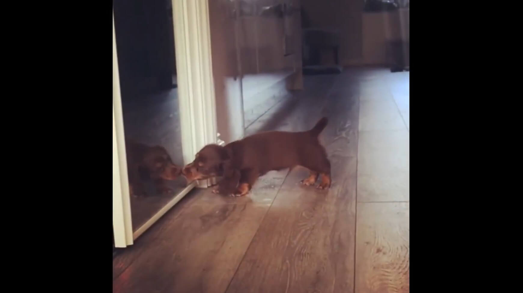 ダックスフンド,動画