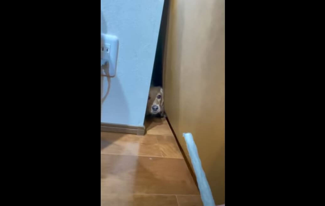 ダックスフンド,動画