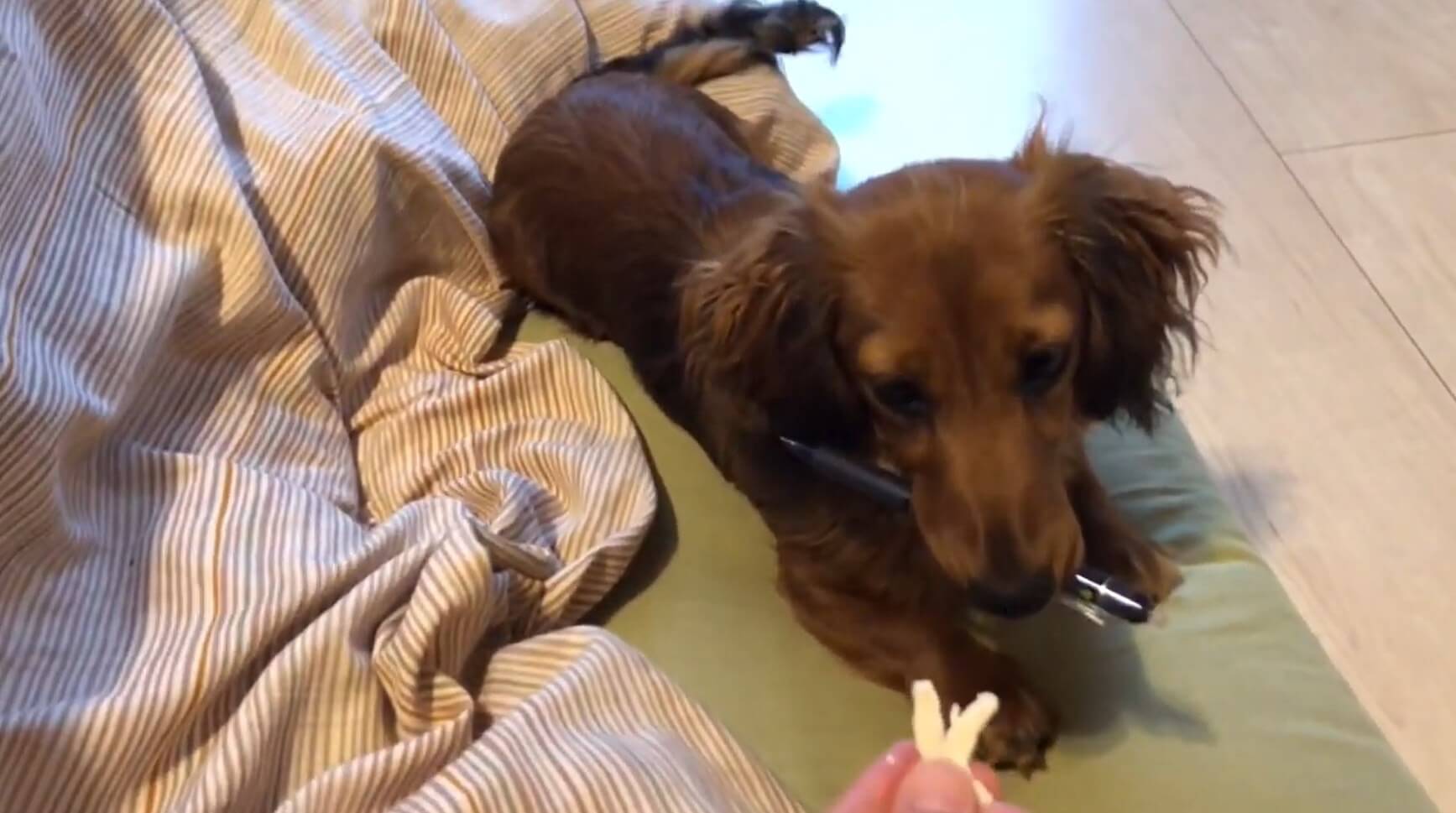 ダックスフンド,動画