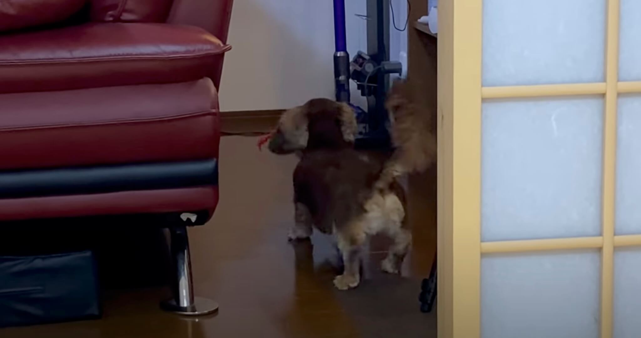 ダックスフンド,動画