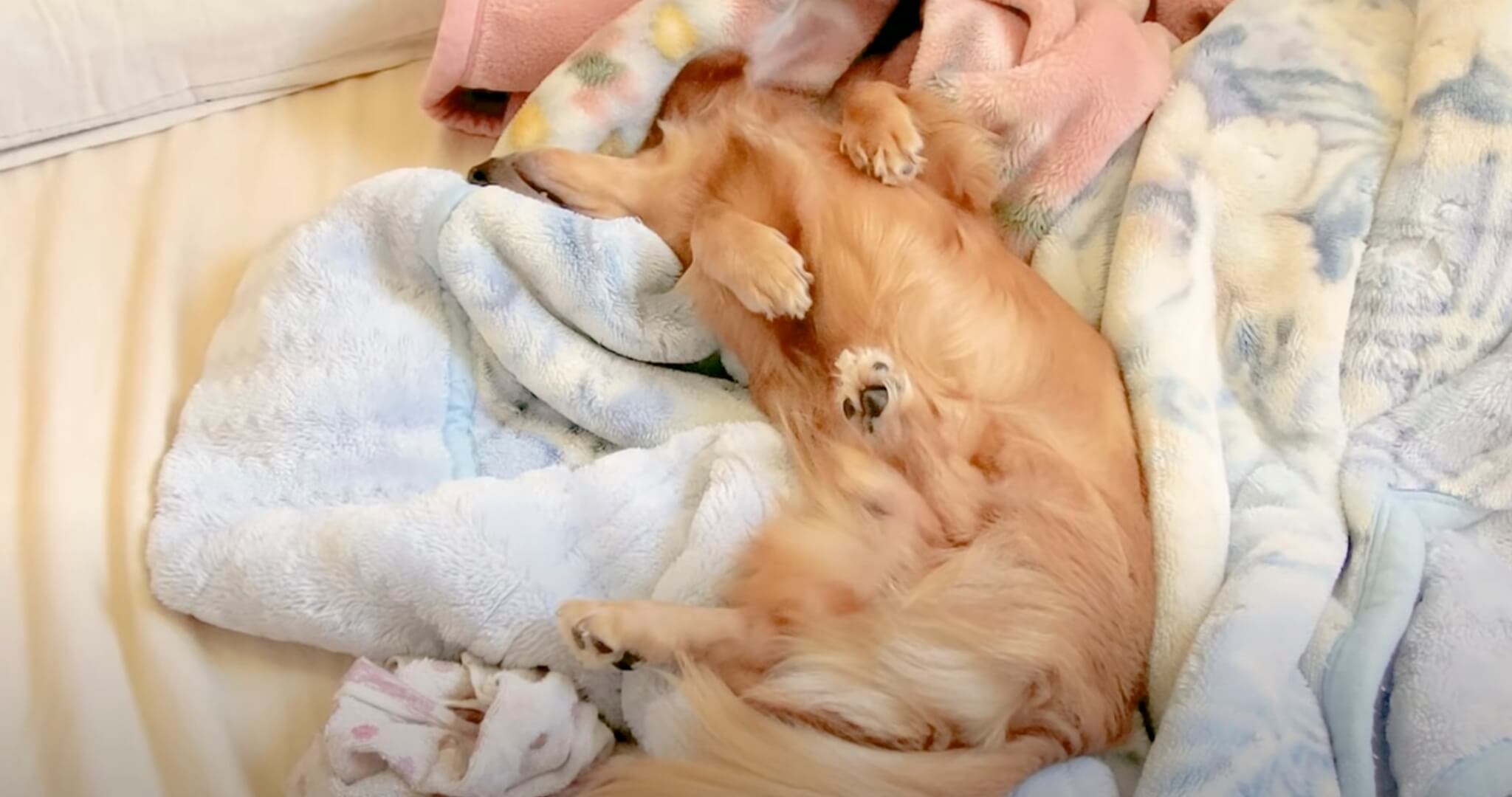 ダックスフンド,動画