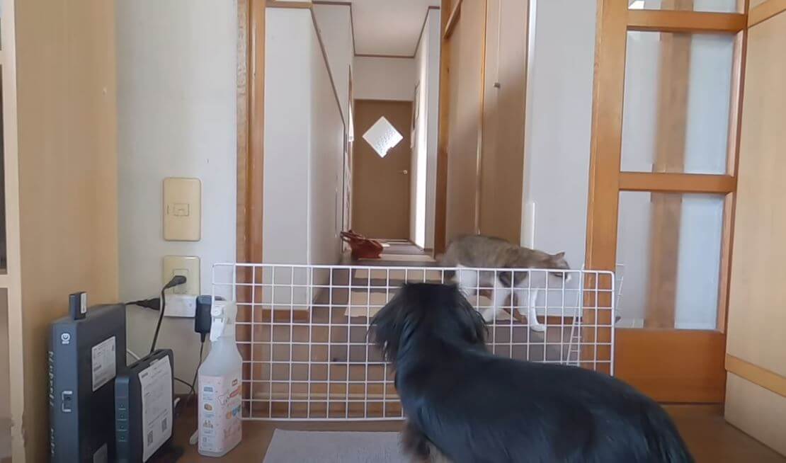 ダックスフンド,動画