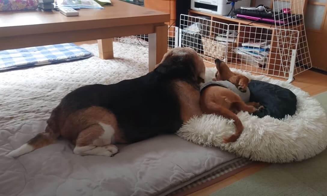 ダックスフンド,動画