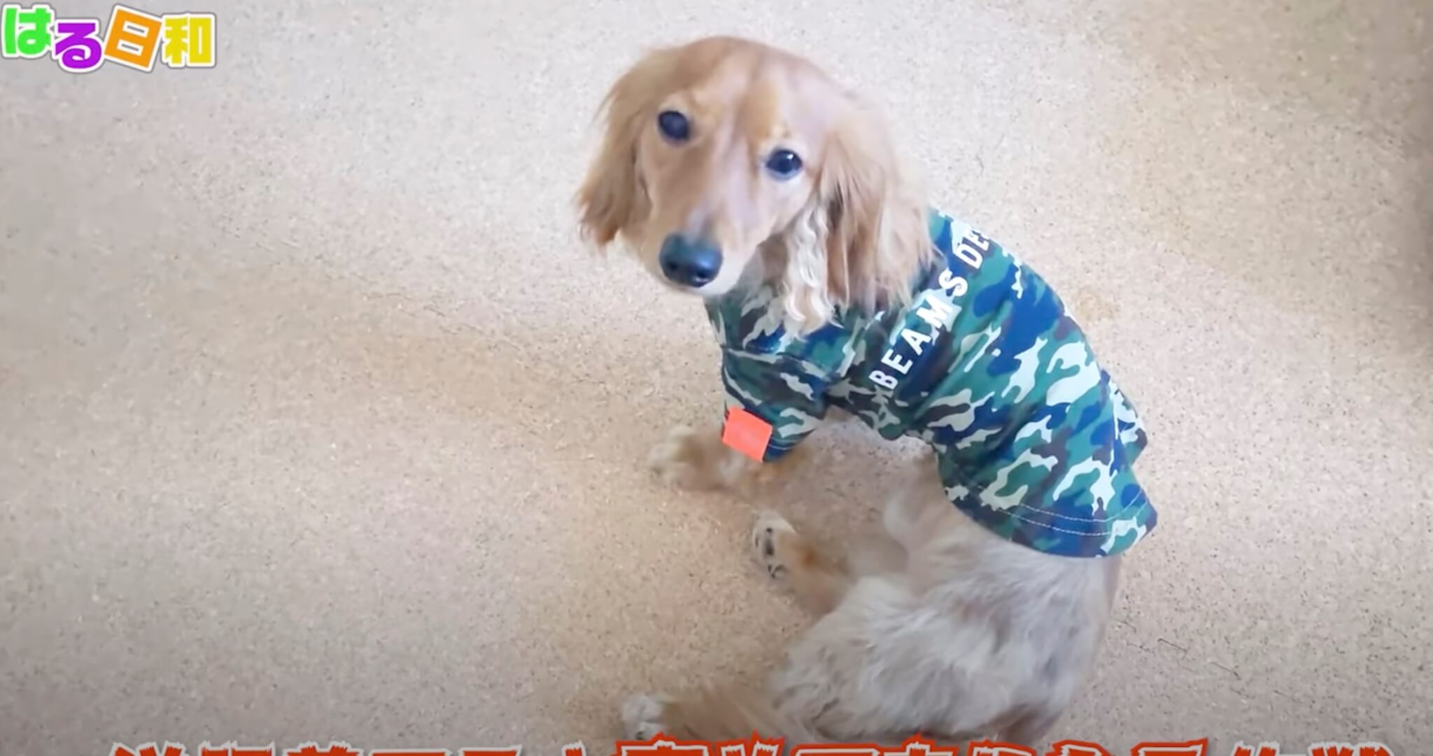 ダックスフンド,動画