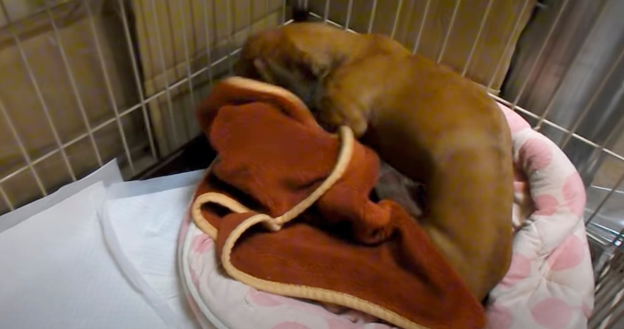 ダックスフンド,動画