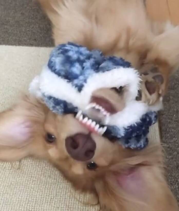 ダックスフンド,動画