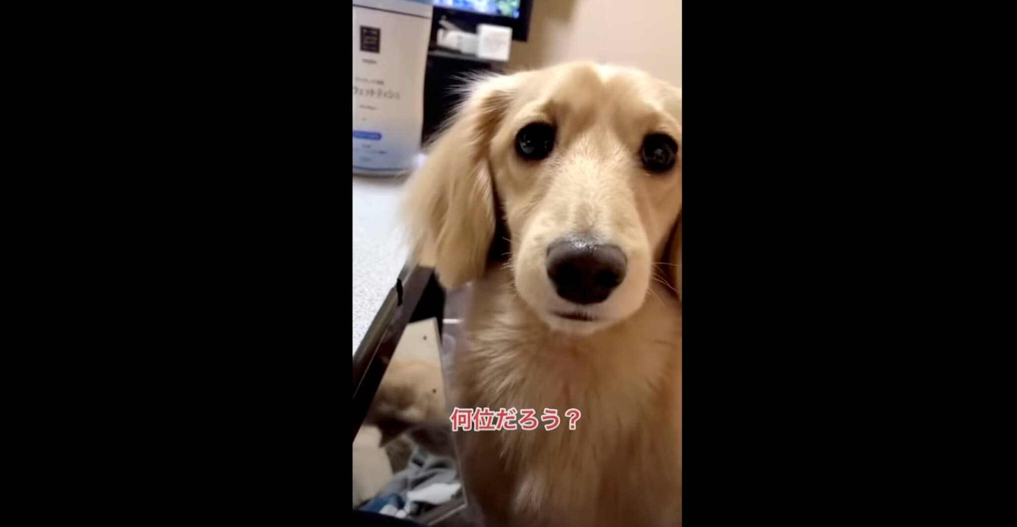 ダックスフンド,動画