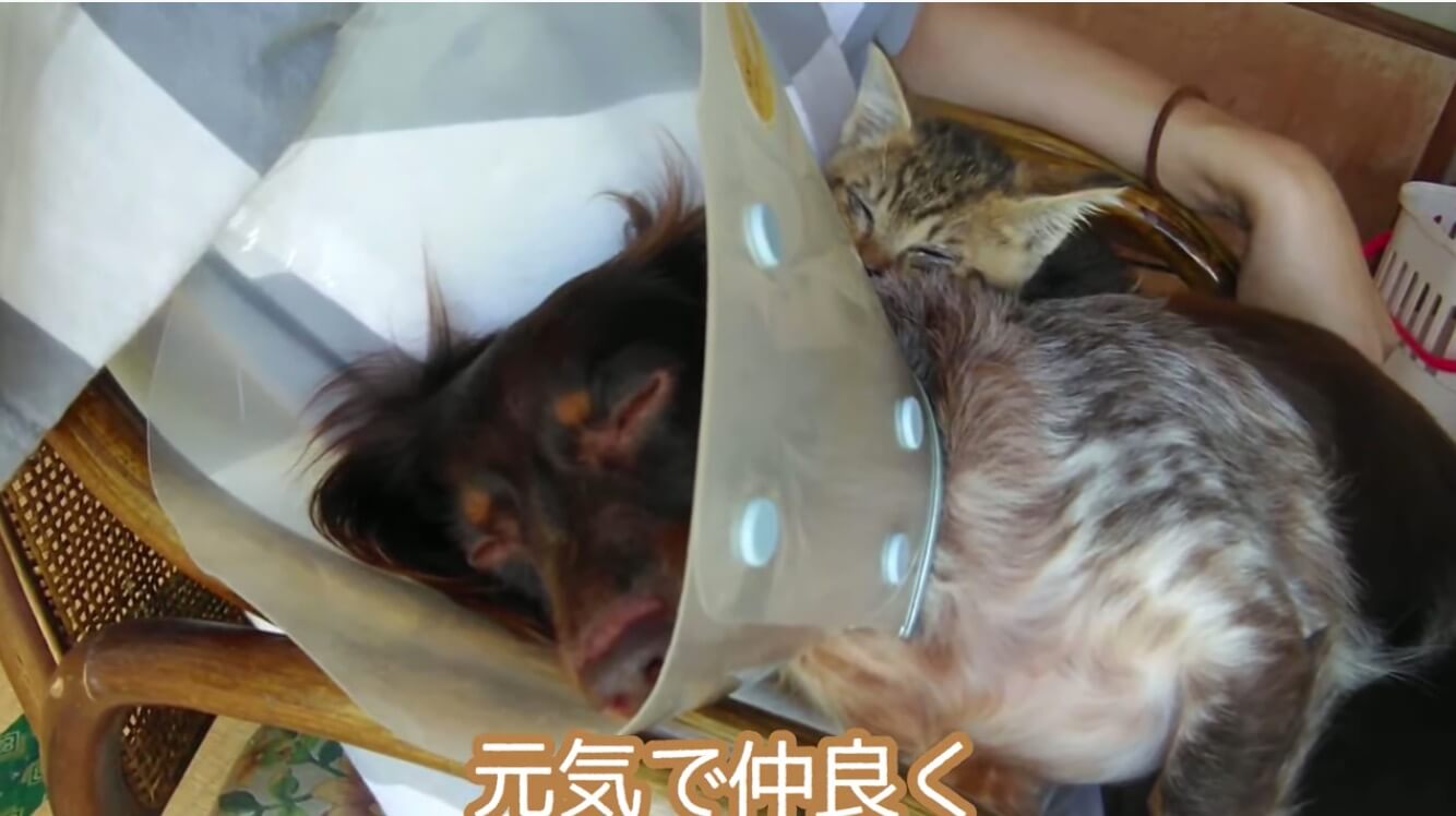 ダックスフンド,動画