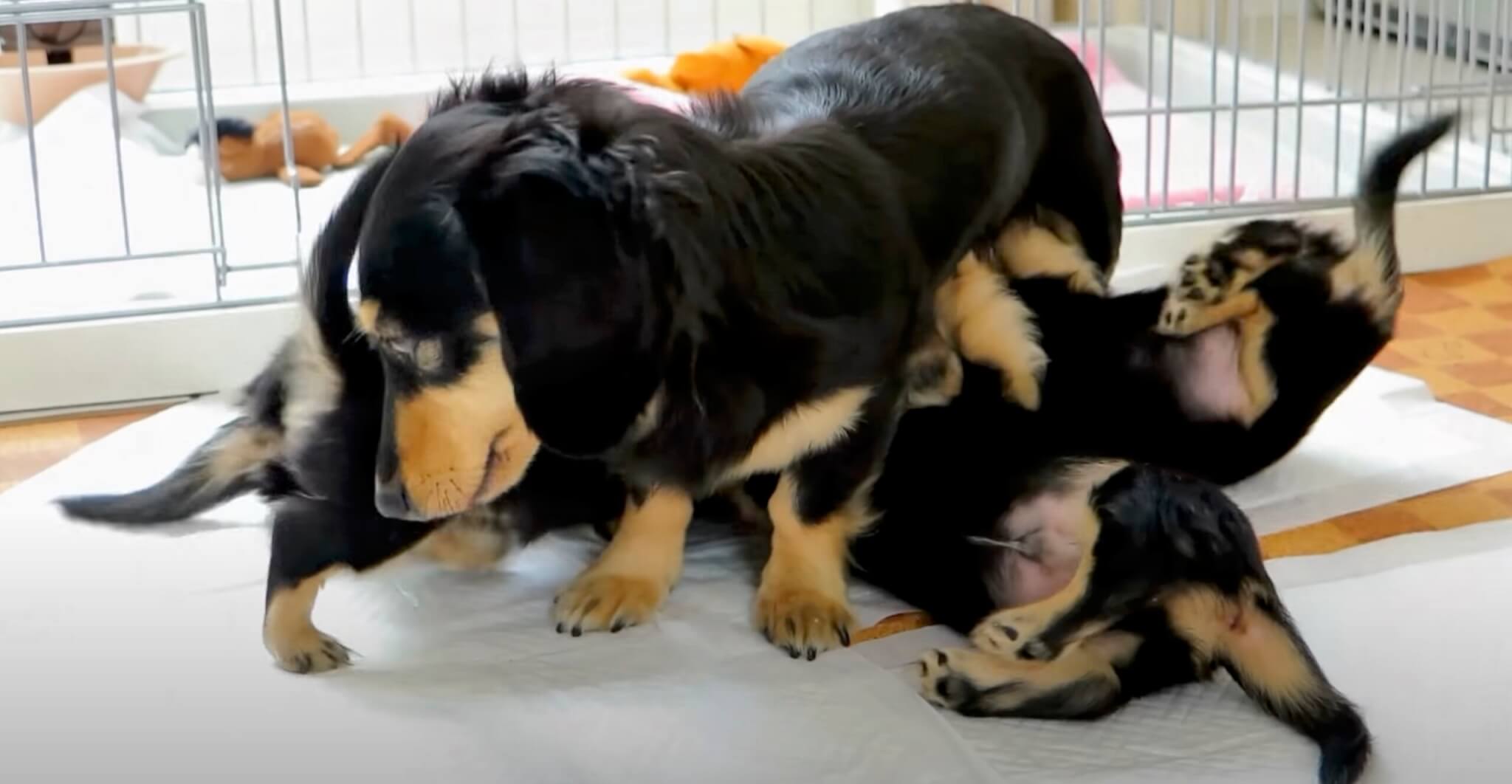 ダックスフンド,動画