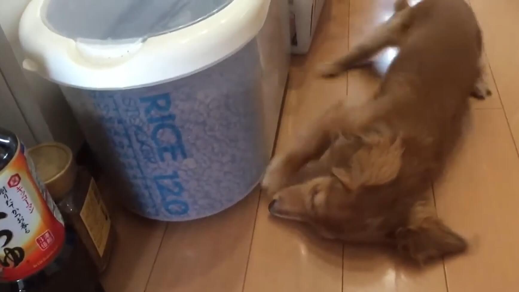 ダックスフンド,動画