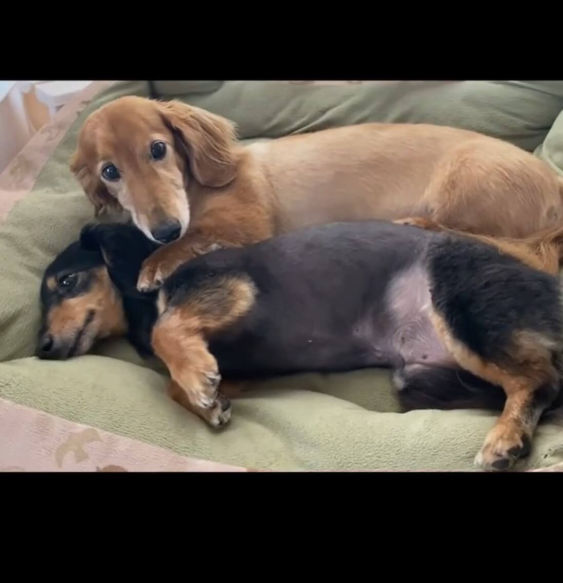 ダックスフンド,動画