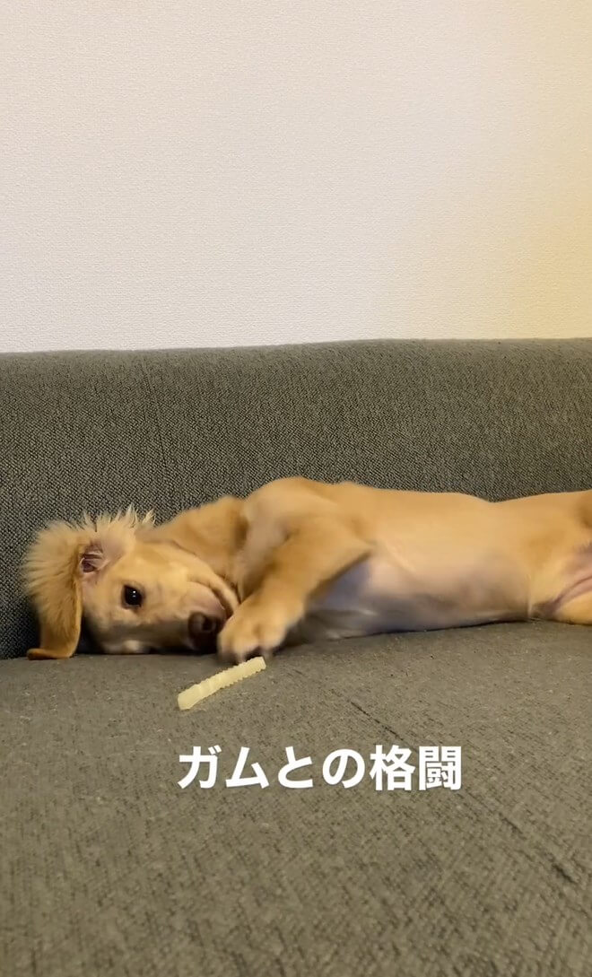 ダックスフンド,動画