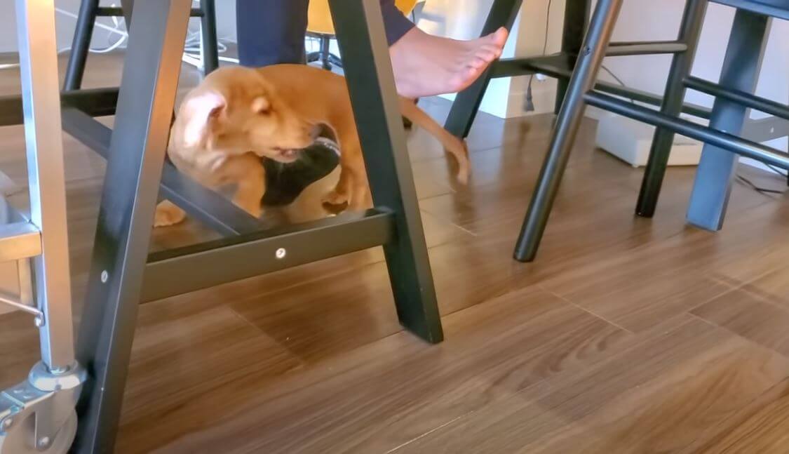 ダックスフンド,動画