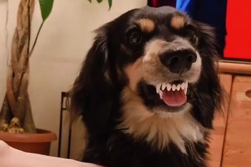 ダックスフンド,動画