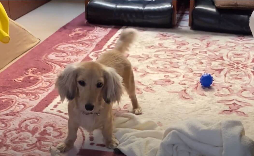 ダックスフンド,動画