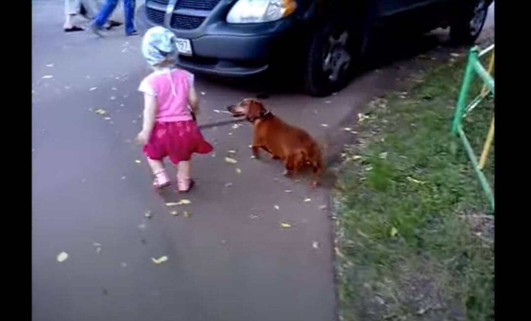 ダックスフンド,動画