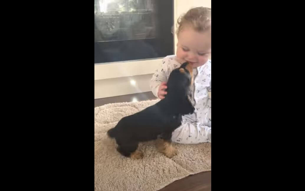 ダックスフンド,動画