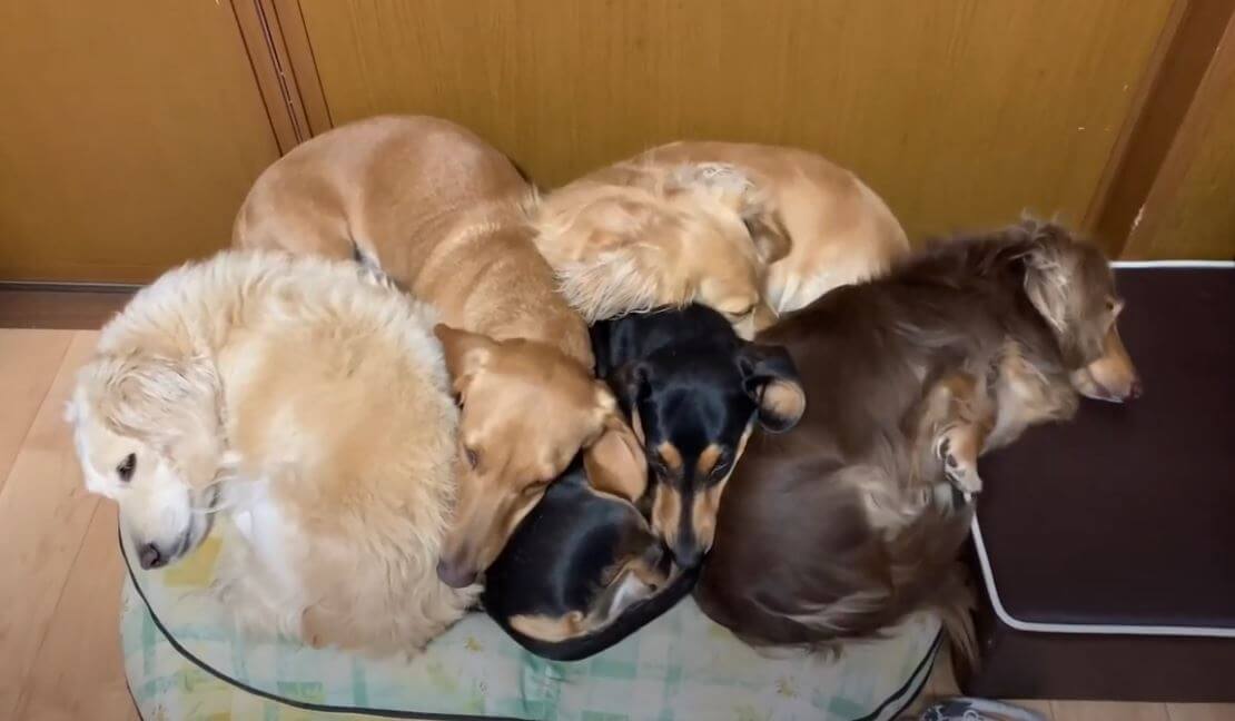 ダックスフンド,動画