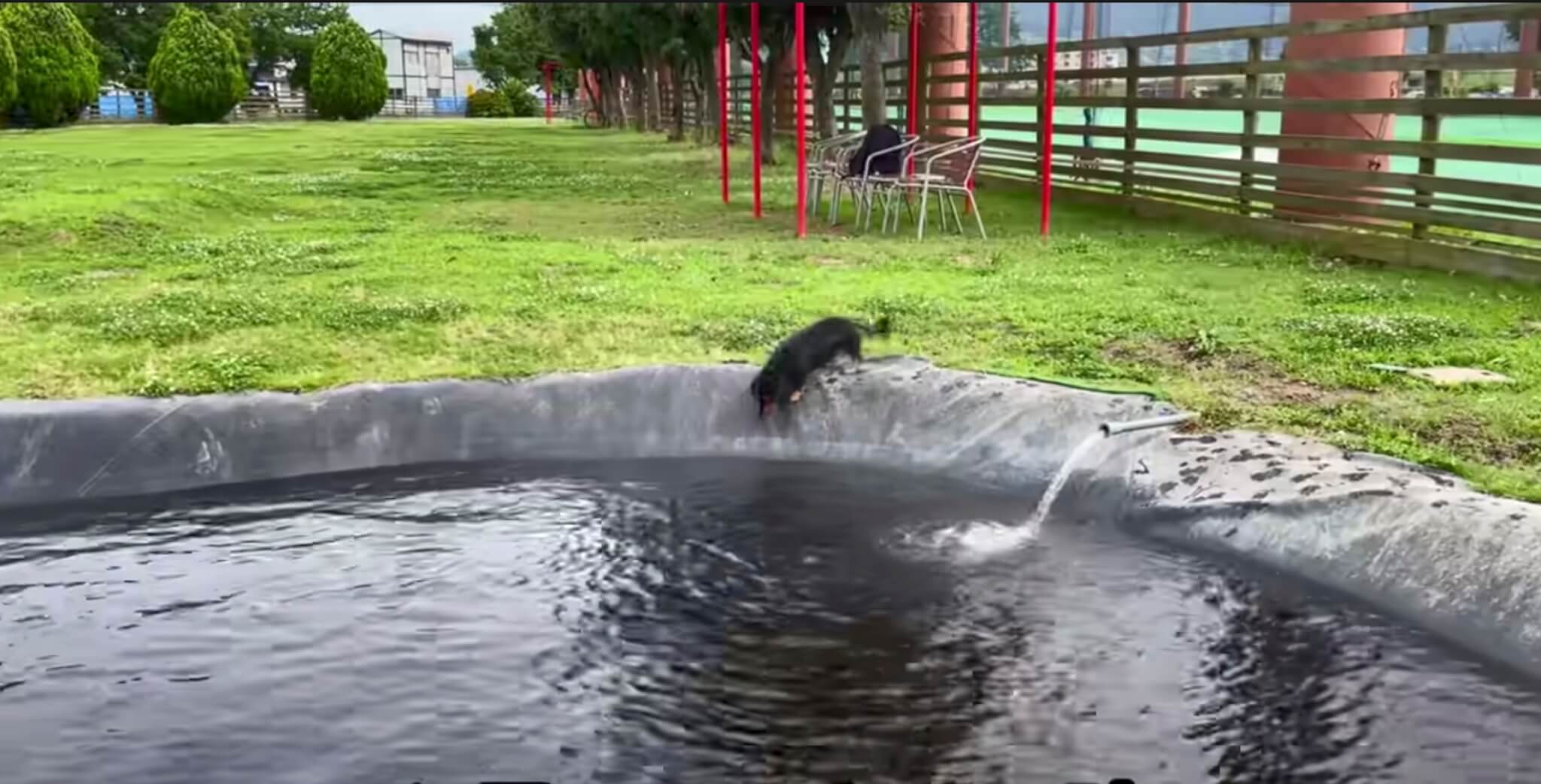 ダックスフンド,動画