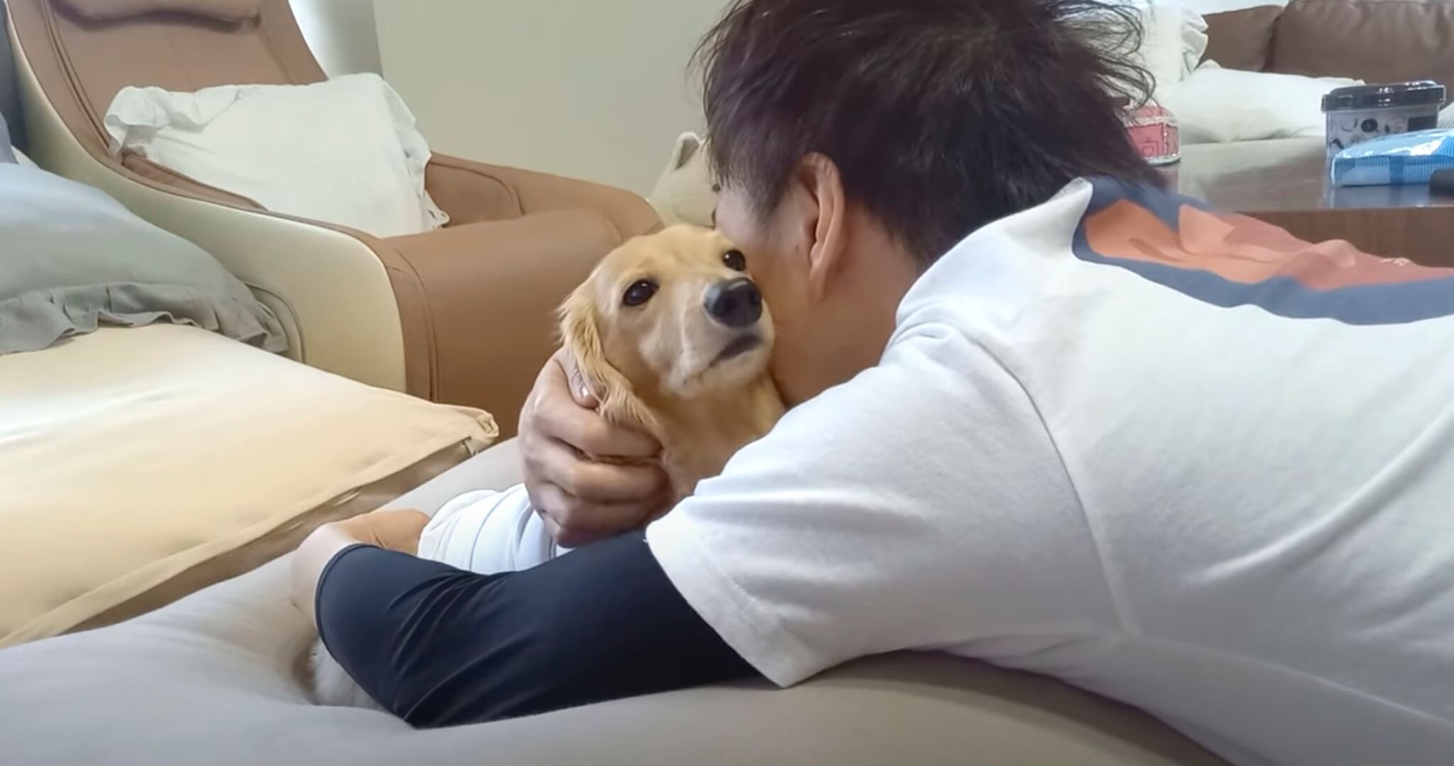 ダックスフンド,動画