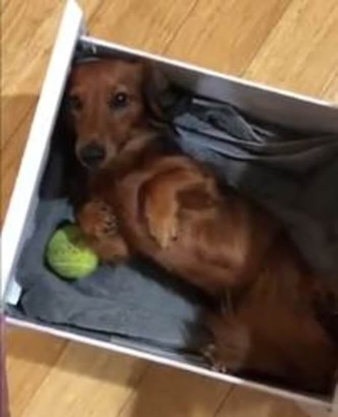 ダックスフンド,動画