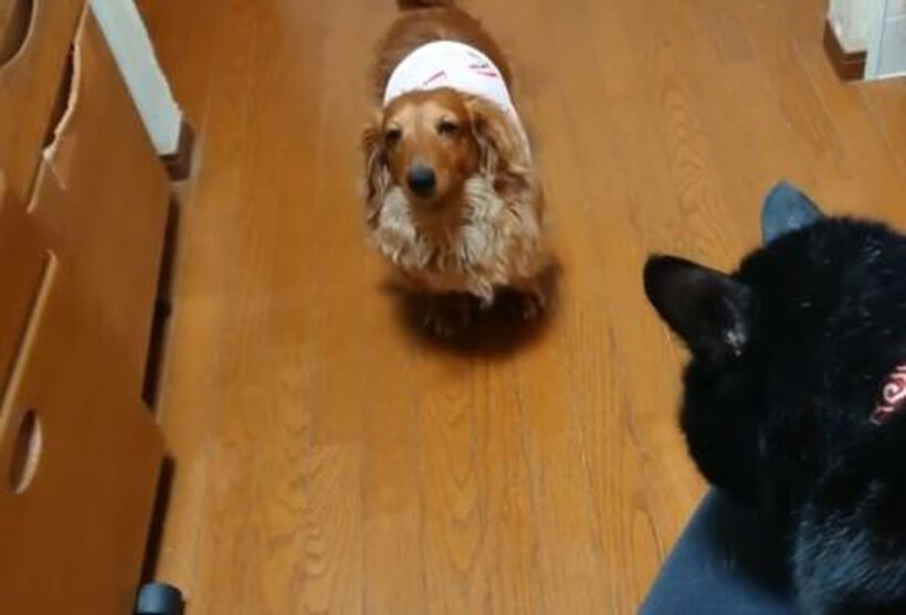 ダックスフンド,動画