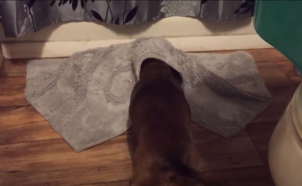 ダックスフンド,動画