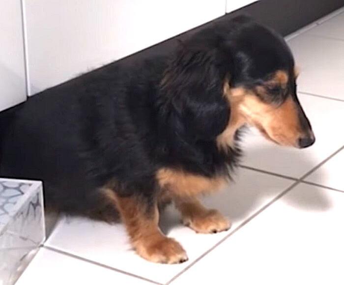 ダックスフンド,動画