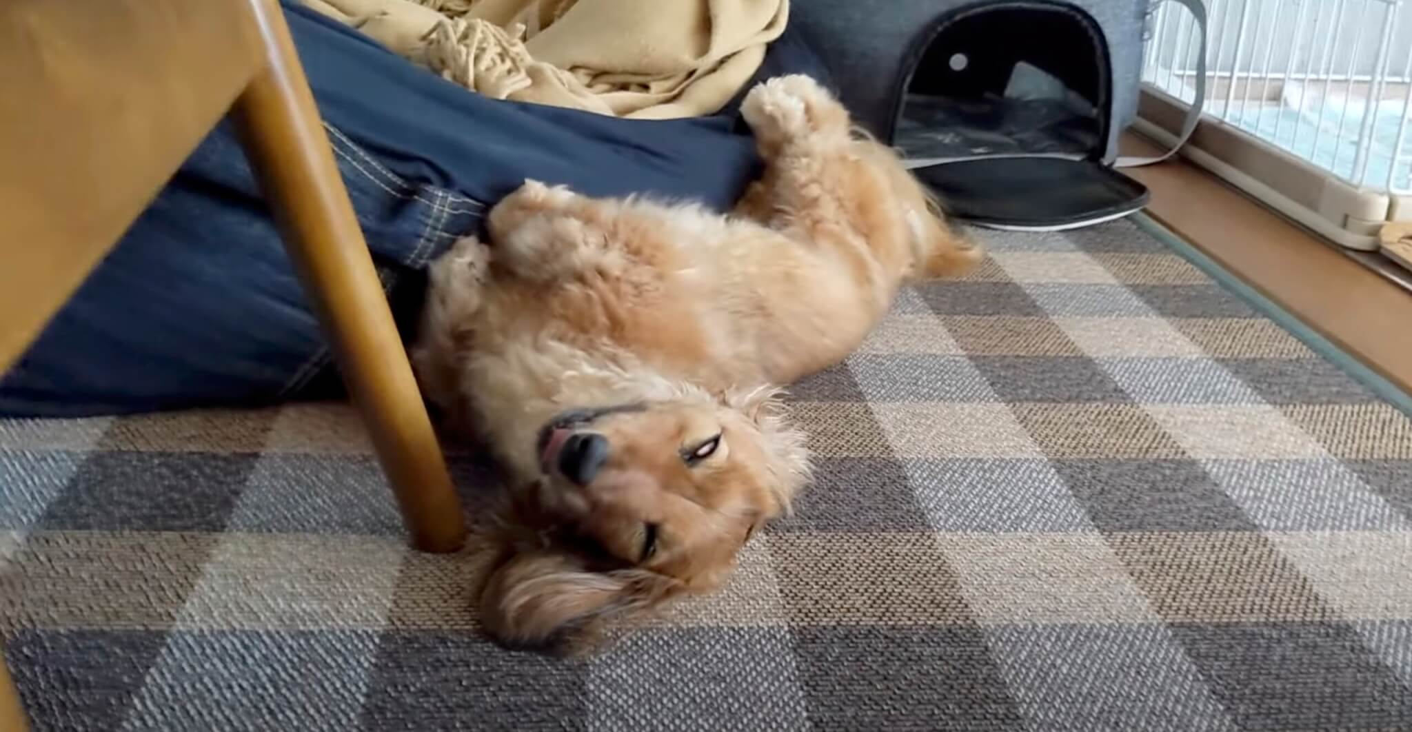 ダックスフンド,動画