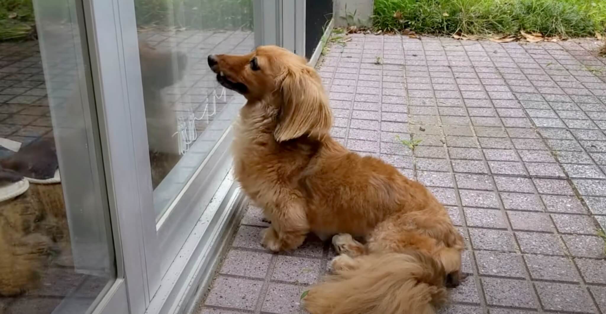 ダックスフンド,動画