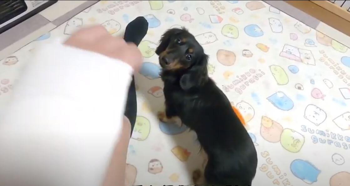 ダックスフンド,動画