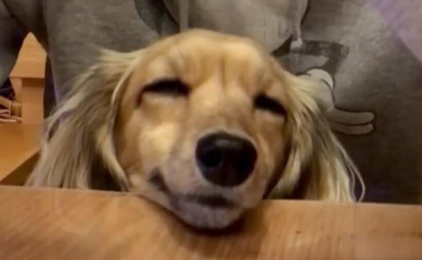 ダックスフンド,動画