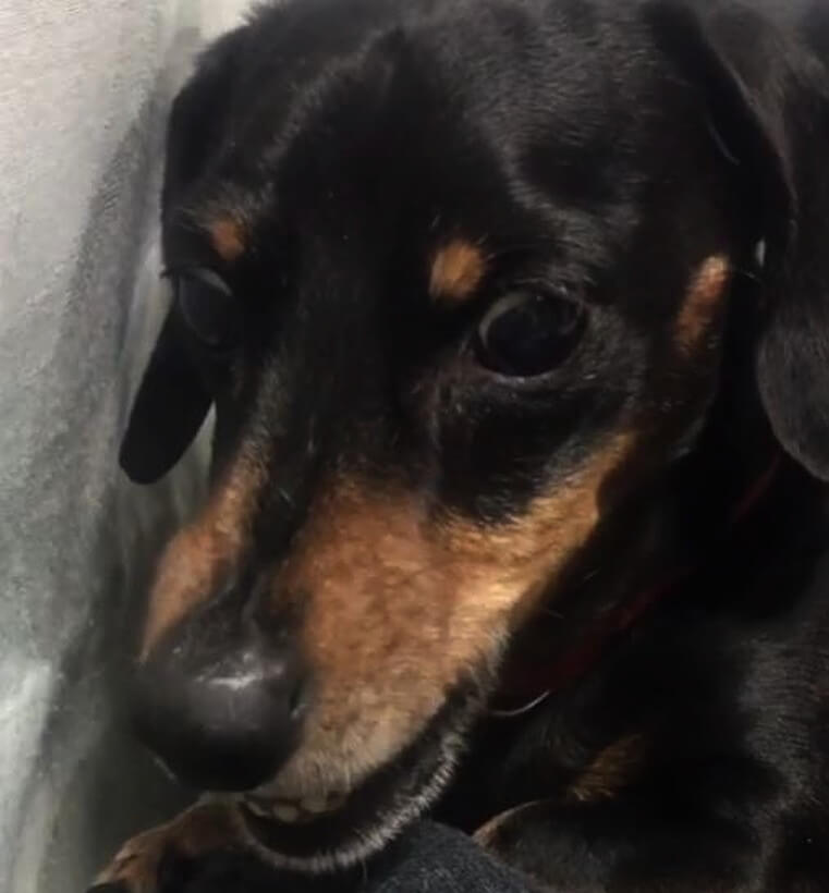 ダックスフンド,動画