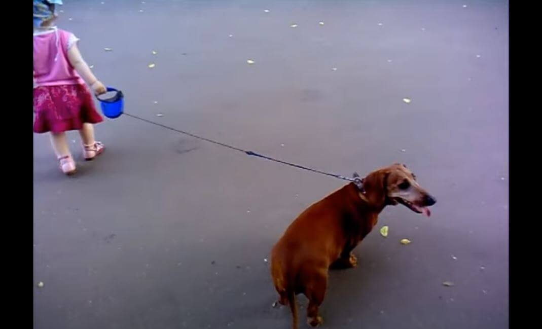 ダックスフンド,動画