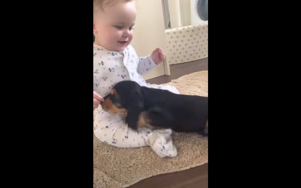 ダックスフンド,動画