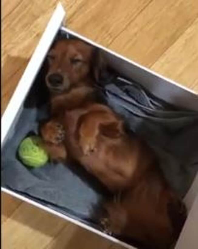 ダックスフンド,動画