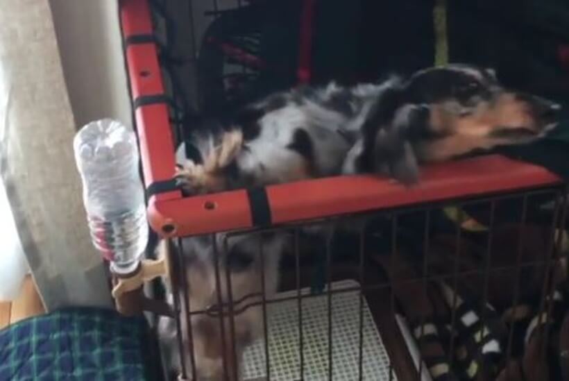 ダックスフンド,動画