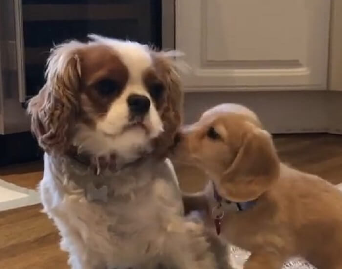 ダックスフンド,動画