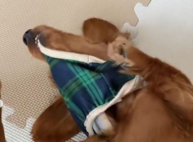 ダックスフンド,動画