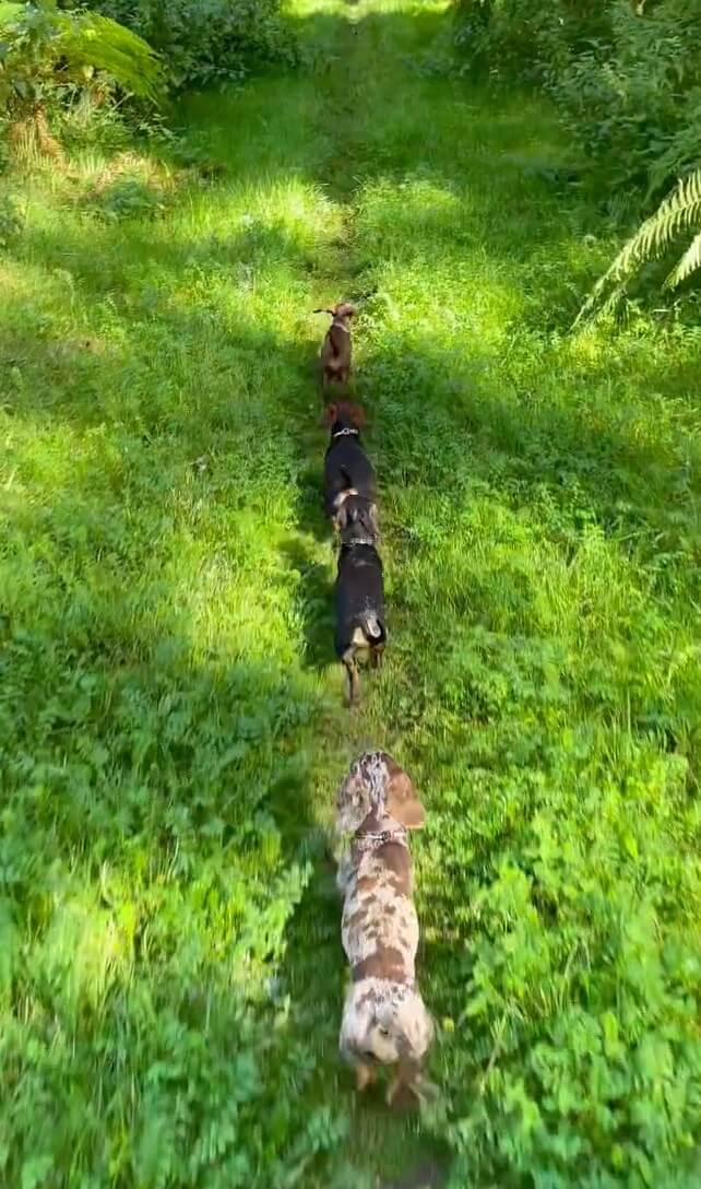 ダックスフンド,動画