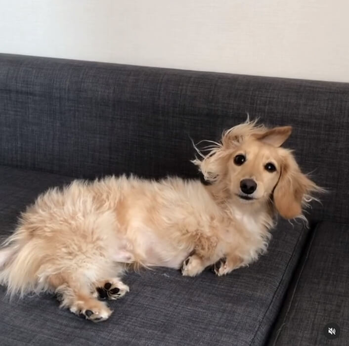 ダックスフンド,動画