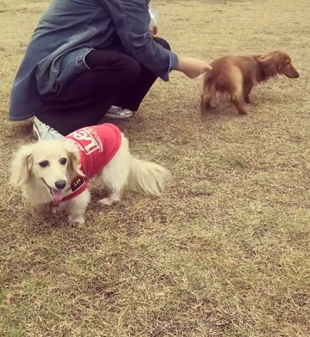 ダックスフンド,動画