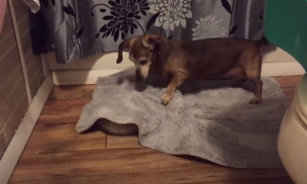 ダックスフンド,動画