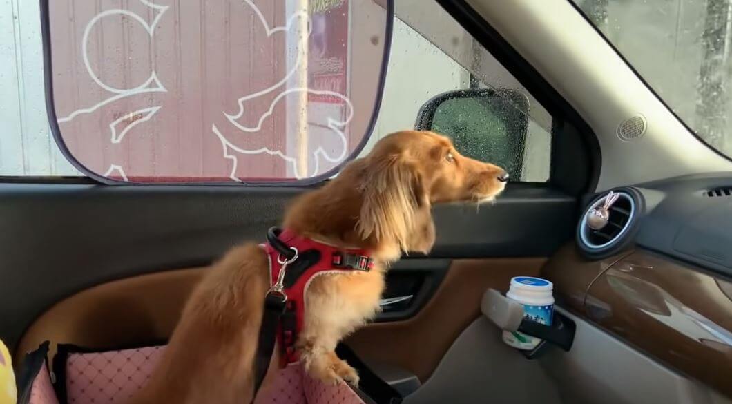 ダックスフンド,動画