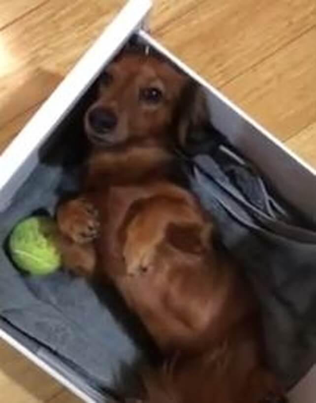 ダックスフンド,動画