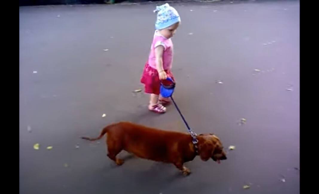 ダックスフンド,動画