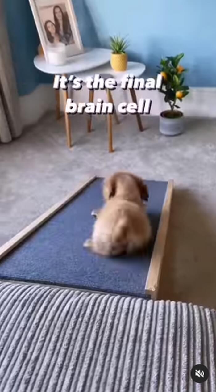 ダックスフンド,動画