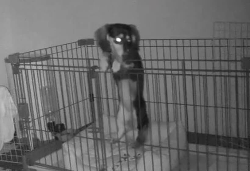 ダックスフンド,動画